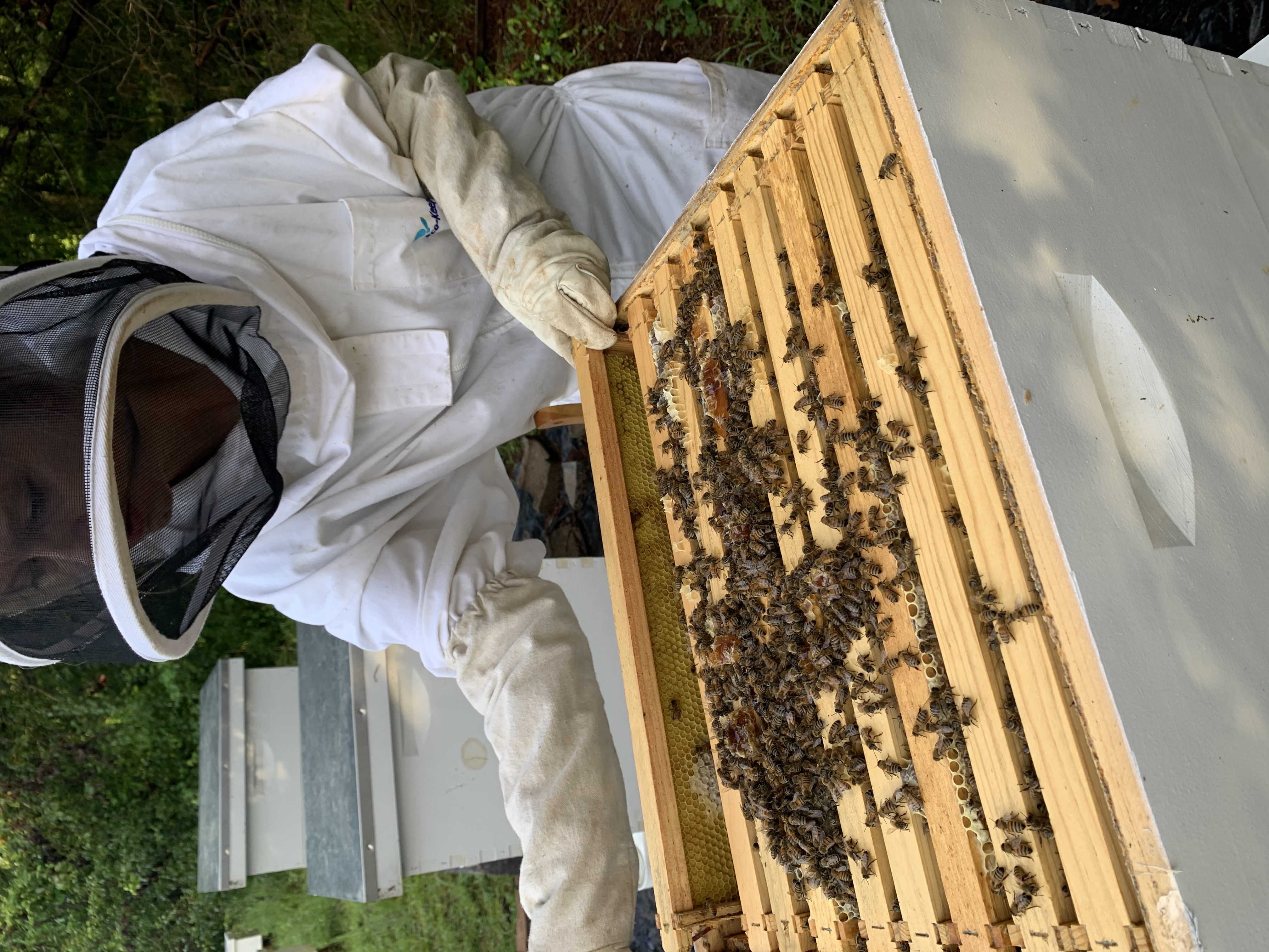 Beekeeper in protective suit inspecting a frame of honeybees in a white hive box.