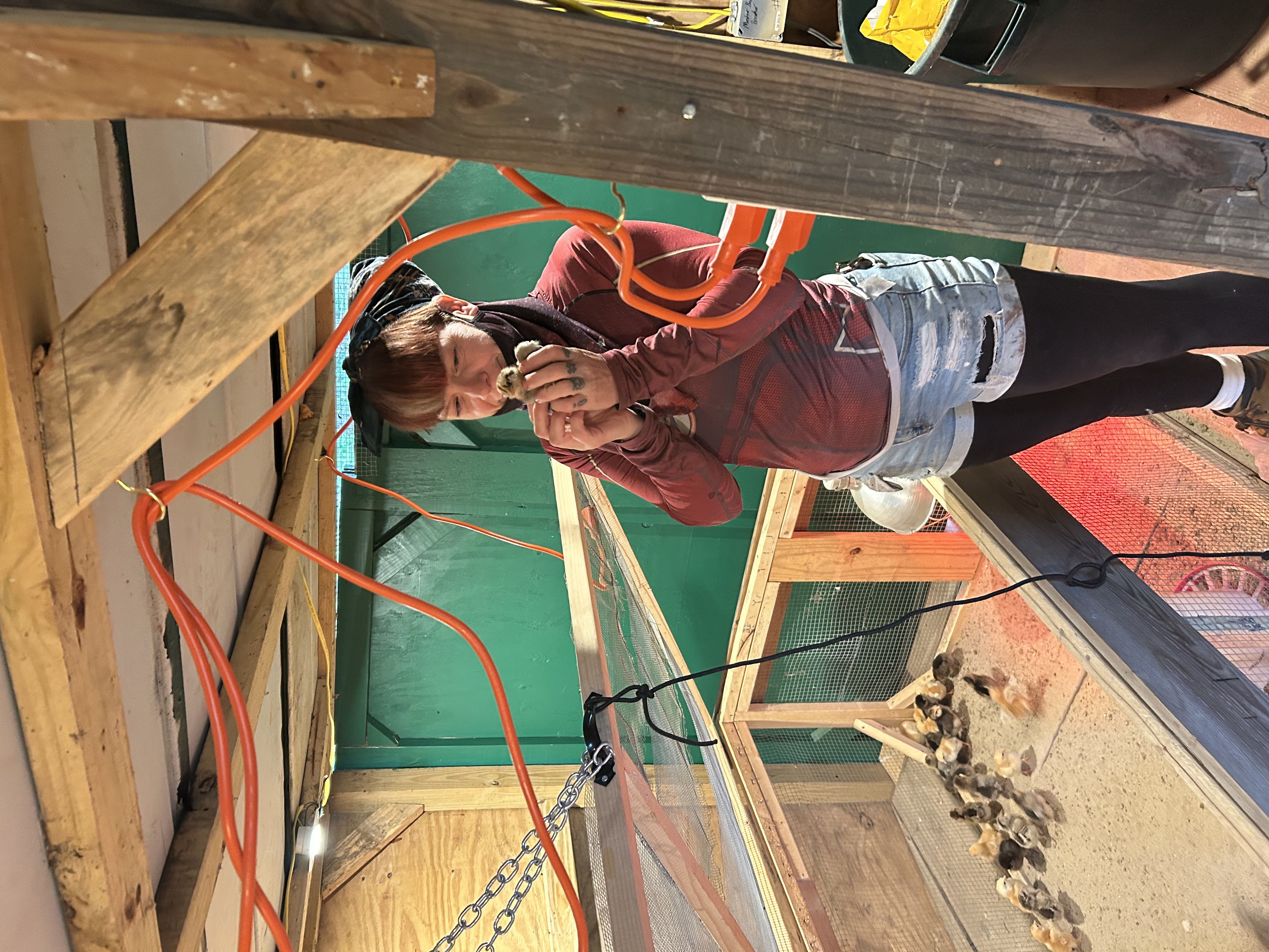 Person gently holding a fluffy chick inside a wooden brooder.