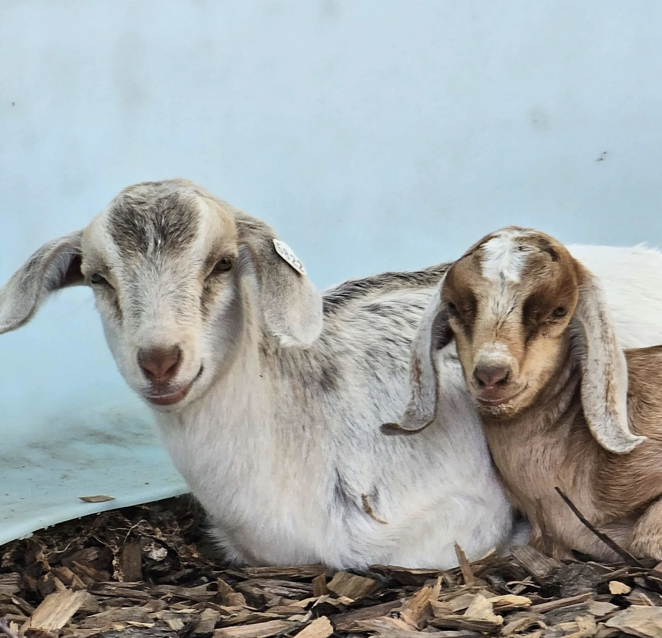 Friendly goats at the petting zoo during fall festival