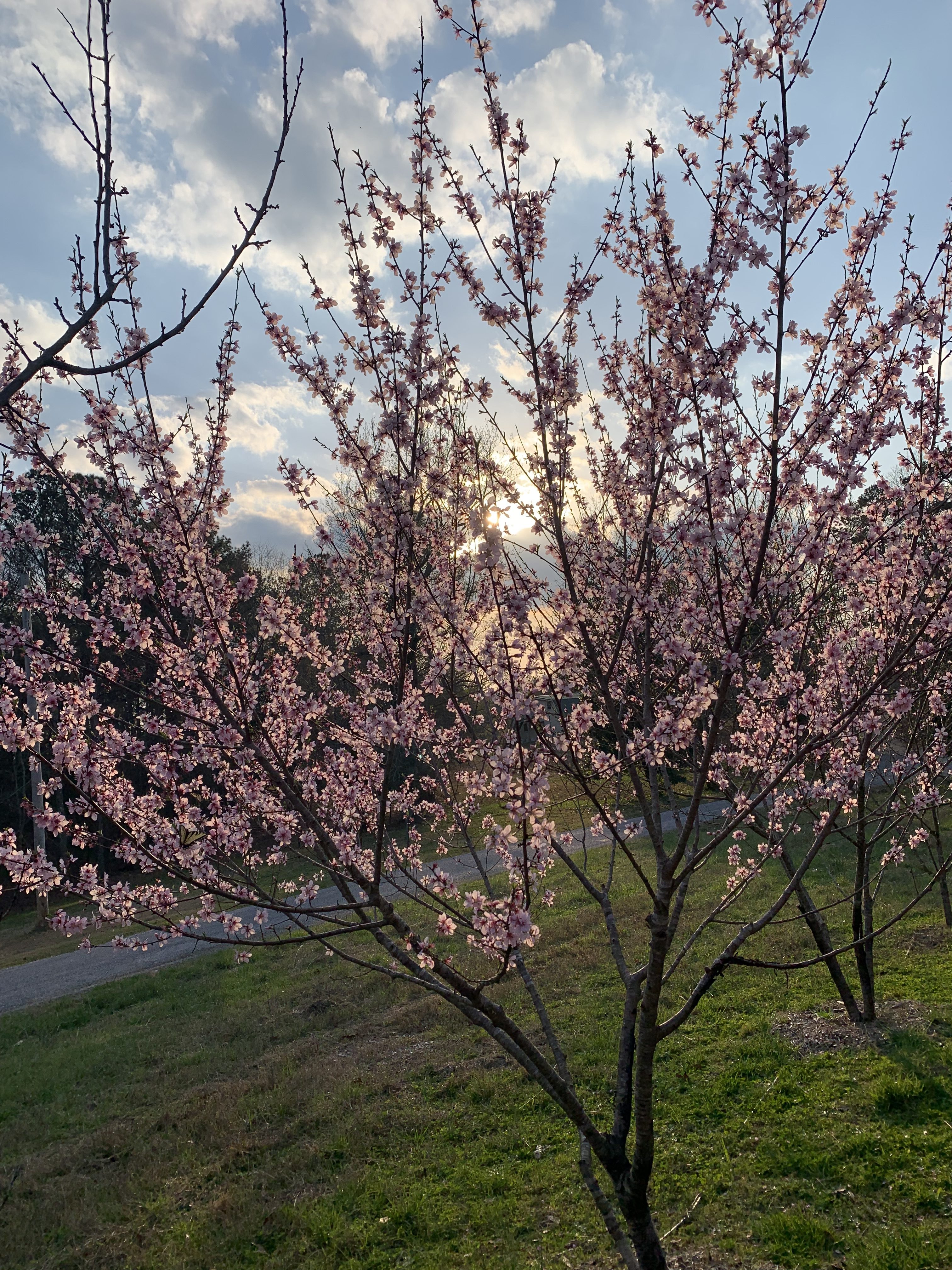 Cherry blossom trees in early bloom at Warrior Rendezvous Farm Stay