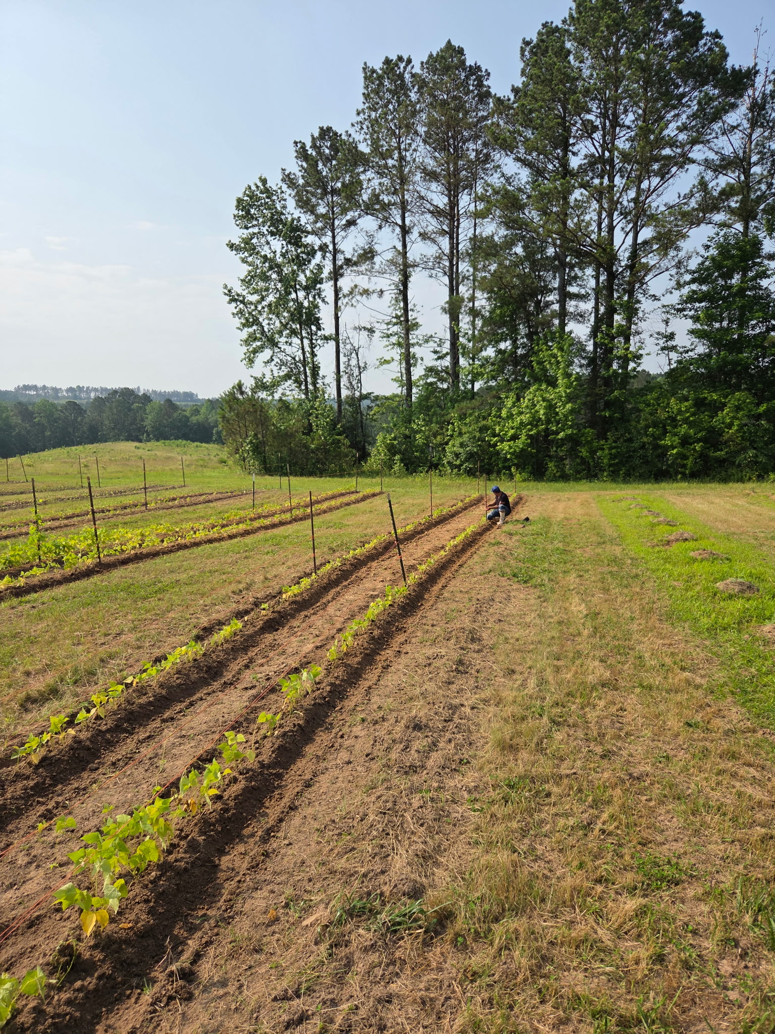 Veterans participating in therapeutic farming activities