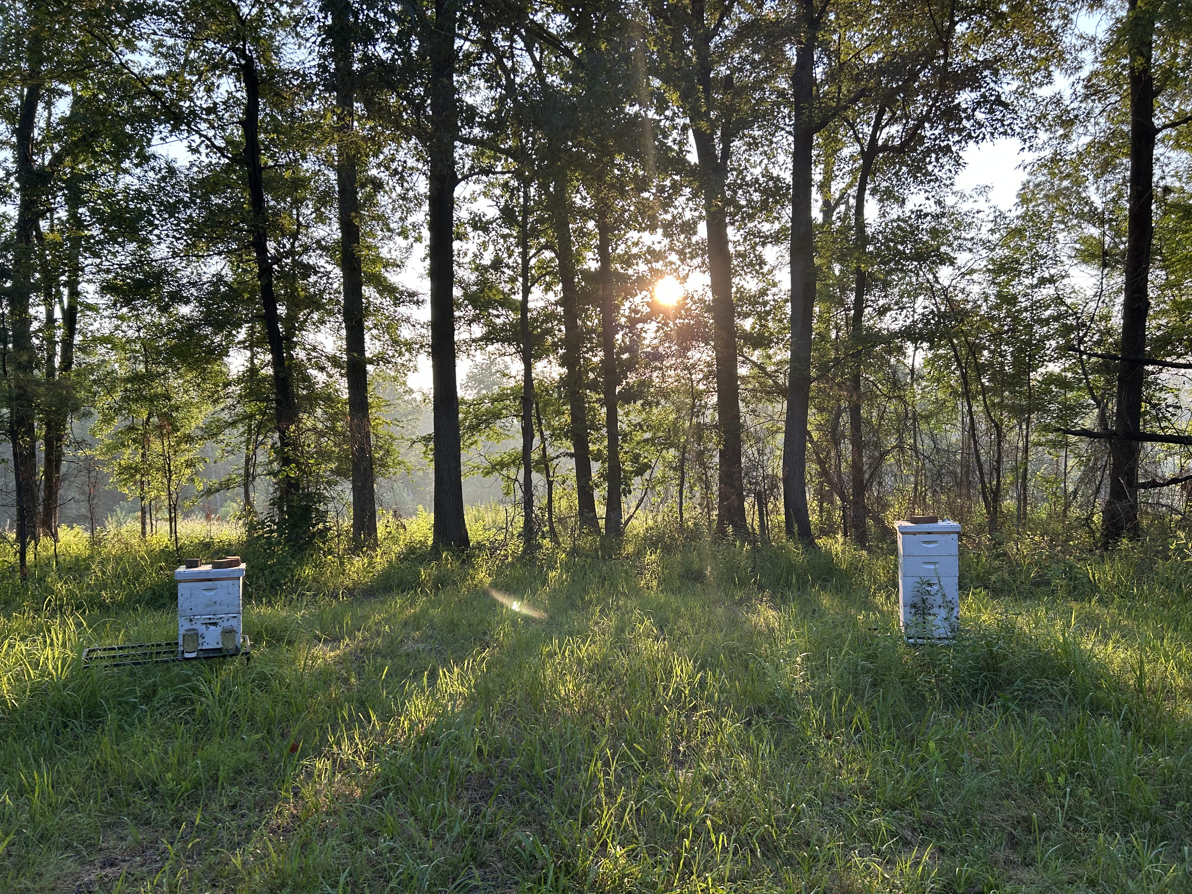 Bee hives in sunshine at Warrior Rendezvous Farm Stay