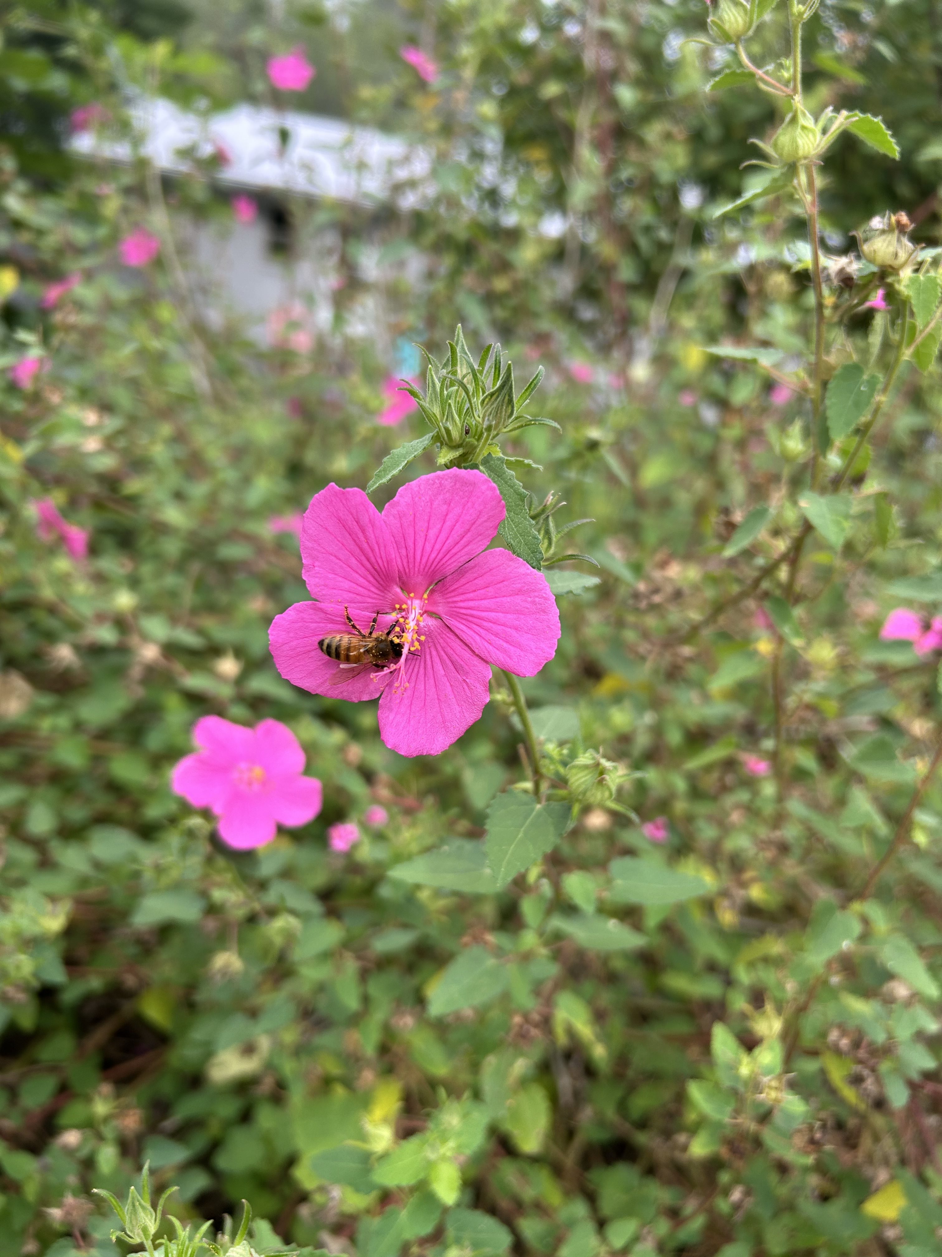 Blooming tree near beehives at the farm