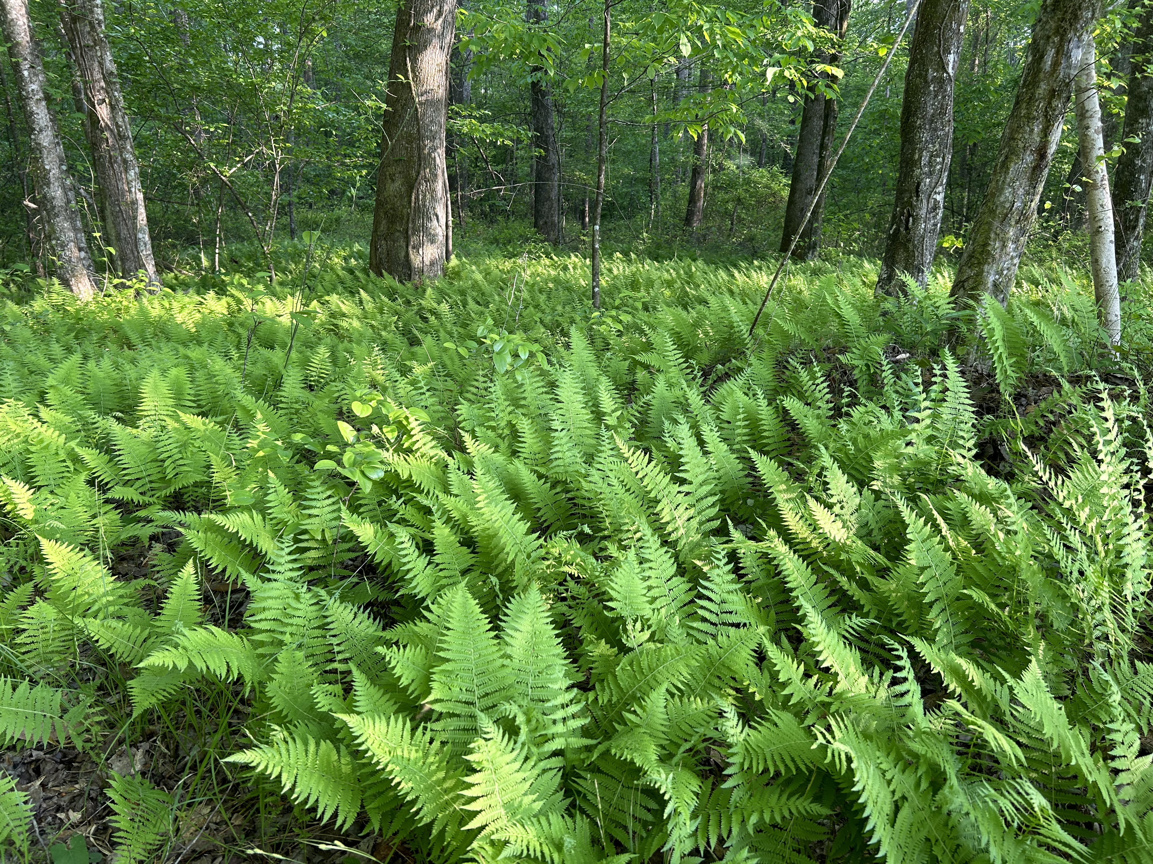 Fern-filled woodland trail area on the property